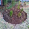Randolf Landscaping Early